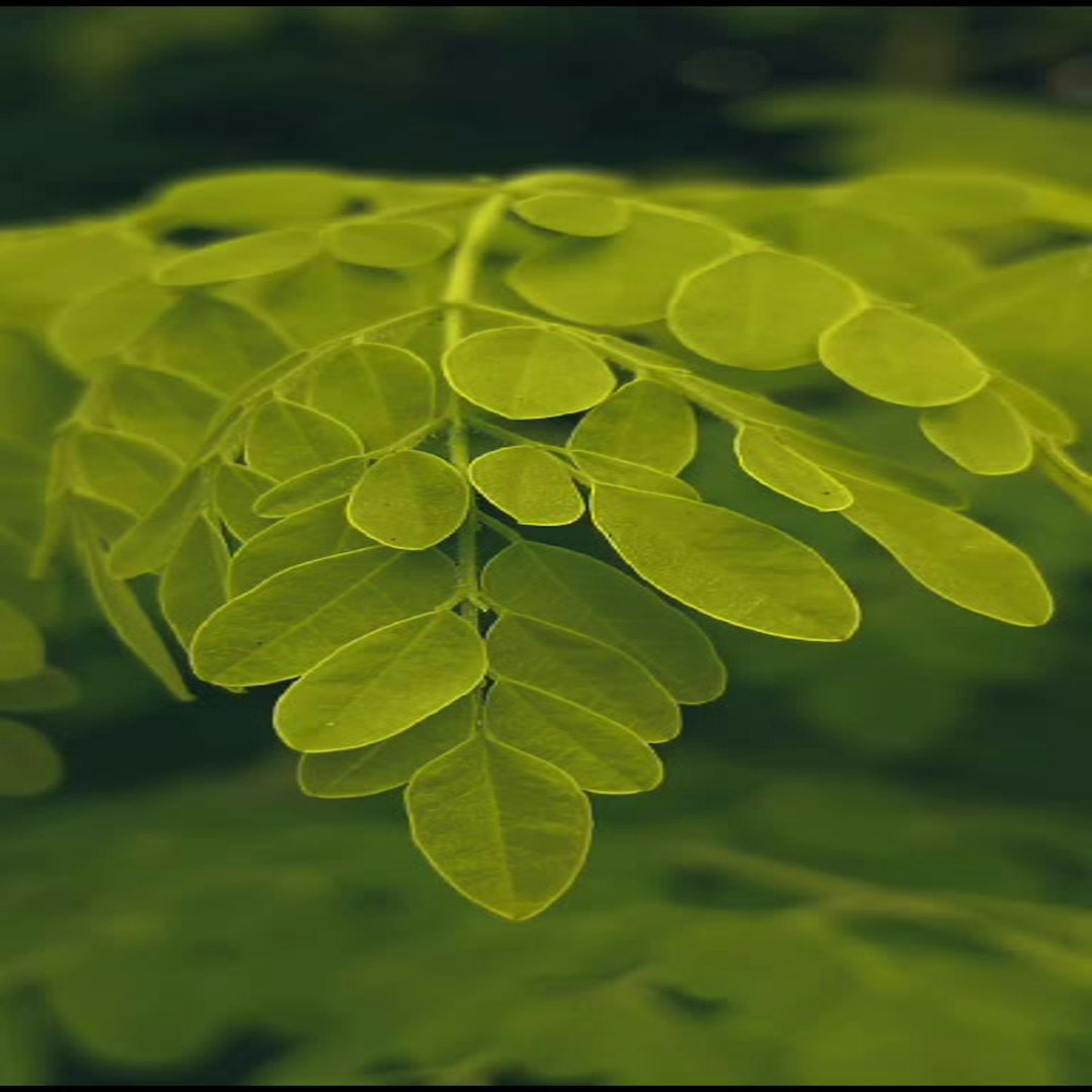 FDA closes investigation into Salmonella outbreak traced to moringa powder