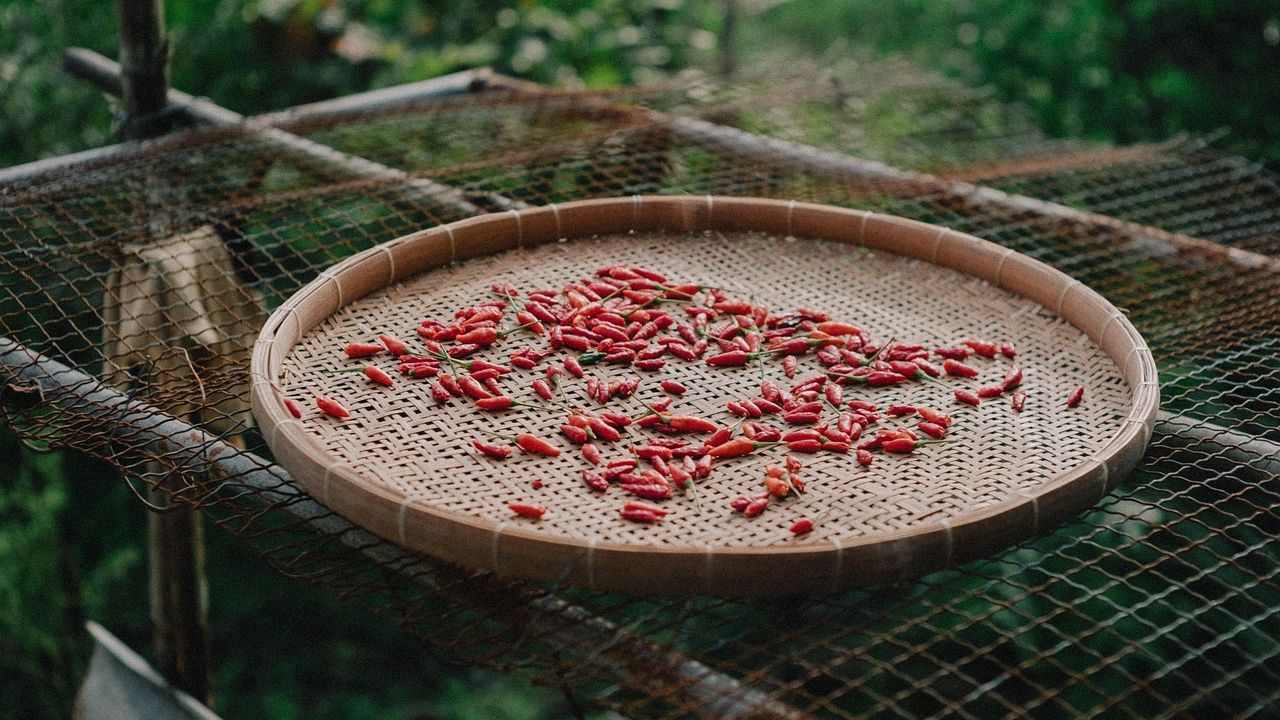 The "Spicy" Evolution: Why Humans Are Suddenly Obsessed with Extreme Heat