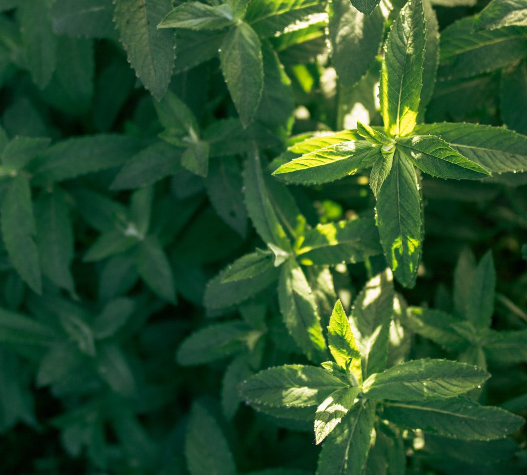 ADM expands stevia portfolio