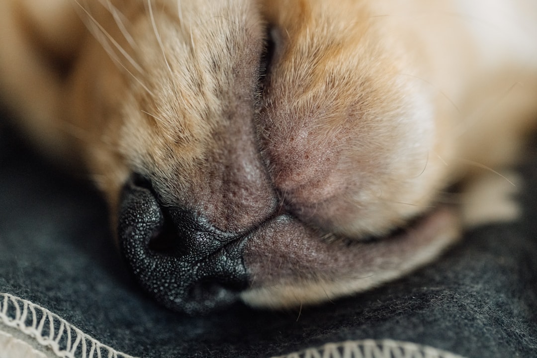 Peanut the puppy lost most of his nose. Now he's getting a sniff of hope at Pasadena Humane