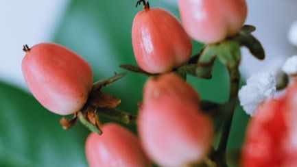 The 'Miracle Fruit': The Berry That Makes Sour Lemons Taste Like Sweet Candy