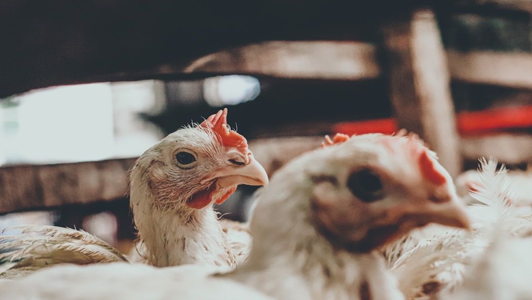 6 Reasons Your Chicken Is "Woody" and How to Spot It Before You Buy