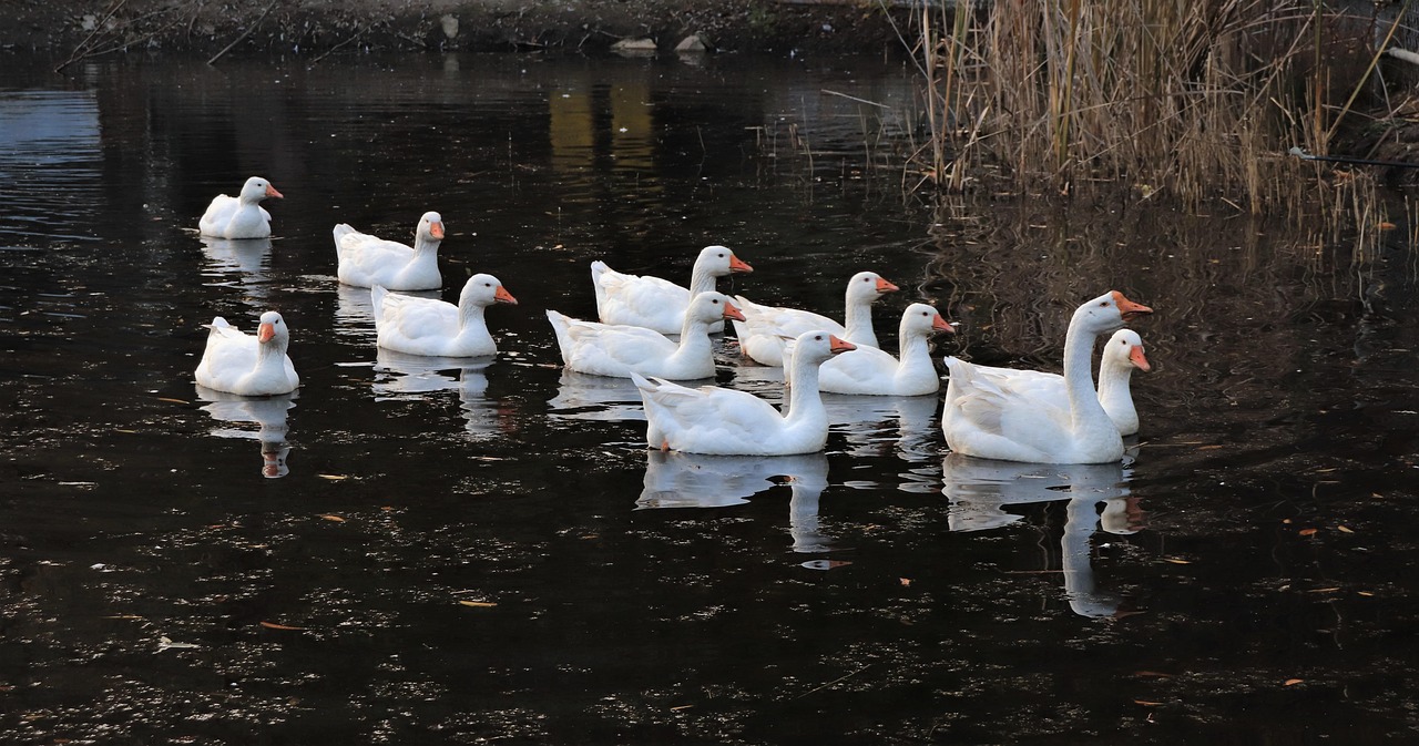 480 rescued ducks up for adoption in California