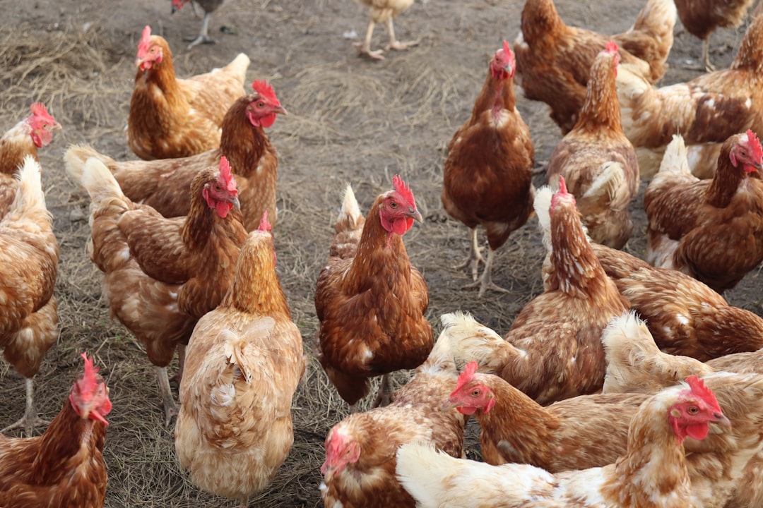 Campylobacter in Swedish chicken continues to decline
