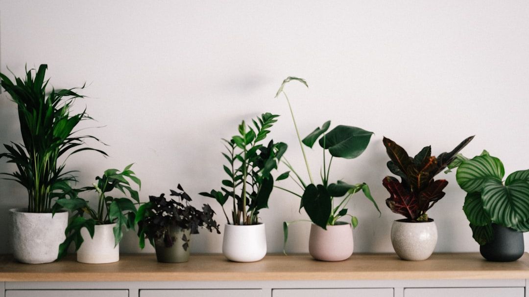 7 Plants That Can Purify Indoor Air Better Than a High-Tech Filter (NASA Approved)