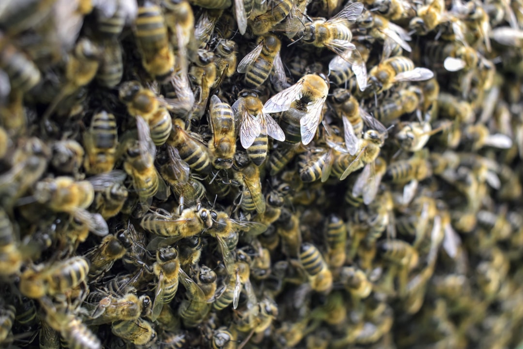 ‘Oh, you’re allergic? Good’: Woman who used swarm of bees as weapon during eviction found guilty