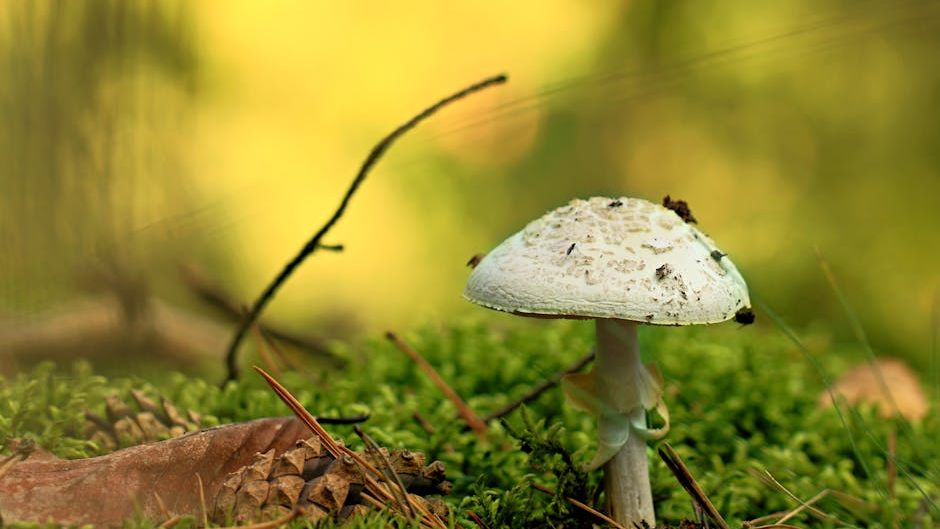 The "Extraterrestrial" Mushroom: The Strange Fungus That Can Survive the Vacuum of Space