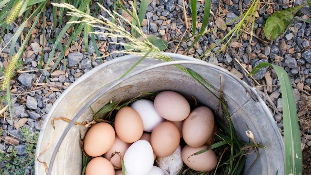 The Egg Renaissance: Why Backyard Chickens Are Losing Popularity to This New Protein Trend