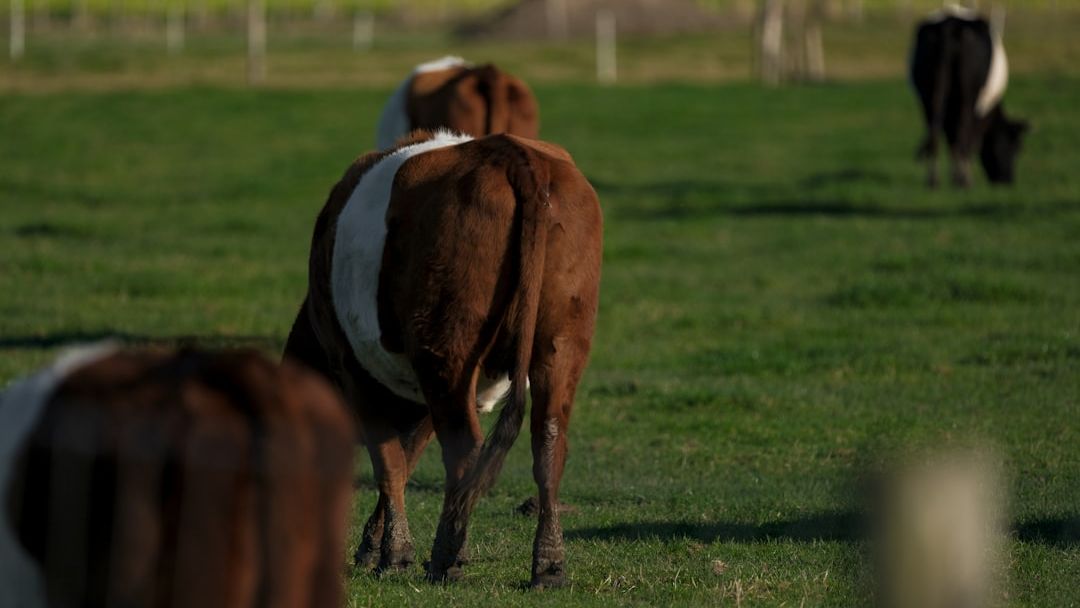 Why Luxury Steakhouses Are Quietly Moving Away from Wagyu (And What They're Using Instead)