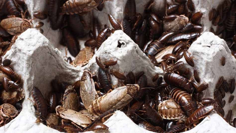 I'm a Health Inspector: 6 Red Flags That Mean You Should Walk Out of a Bakery