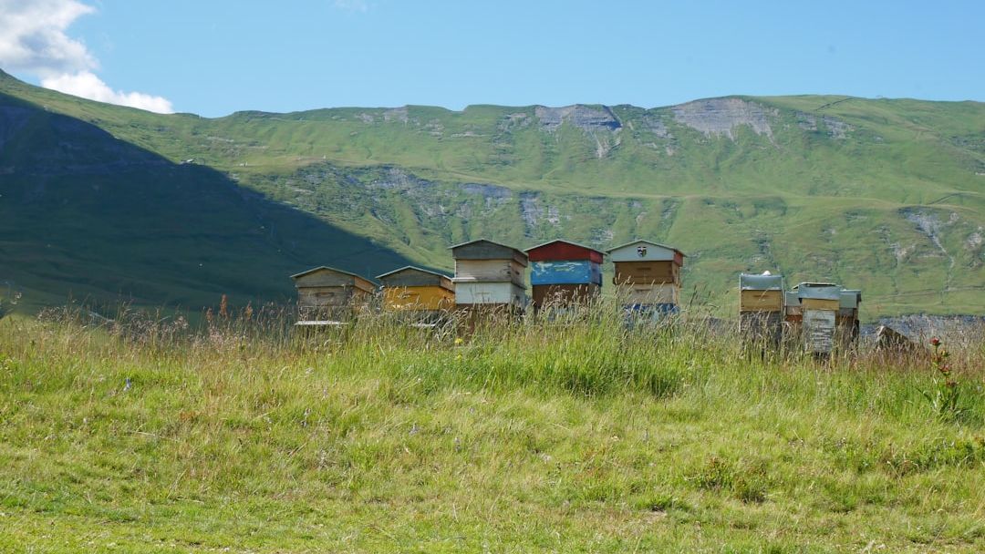 Meteorite Honey? Why High-Altitude Beekeeping Is Changing the Way We View "Space Food"