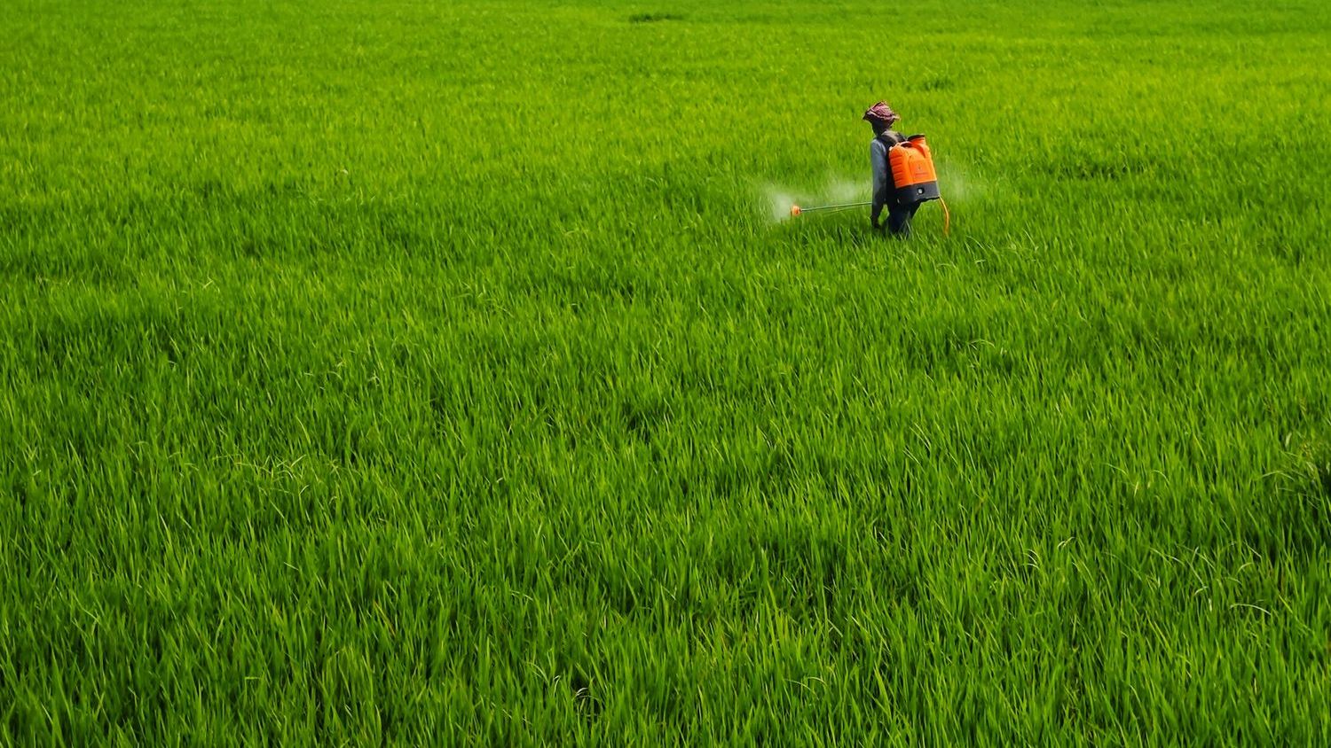 Pesticide Concerns Grow Ahead of Supreme Court’s Ruling on Roundup