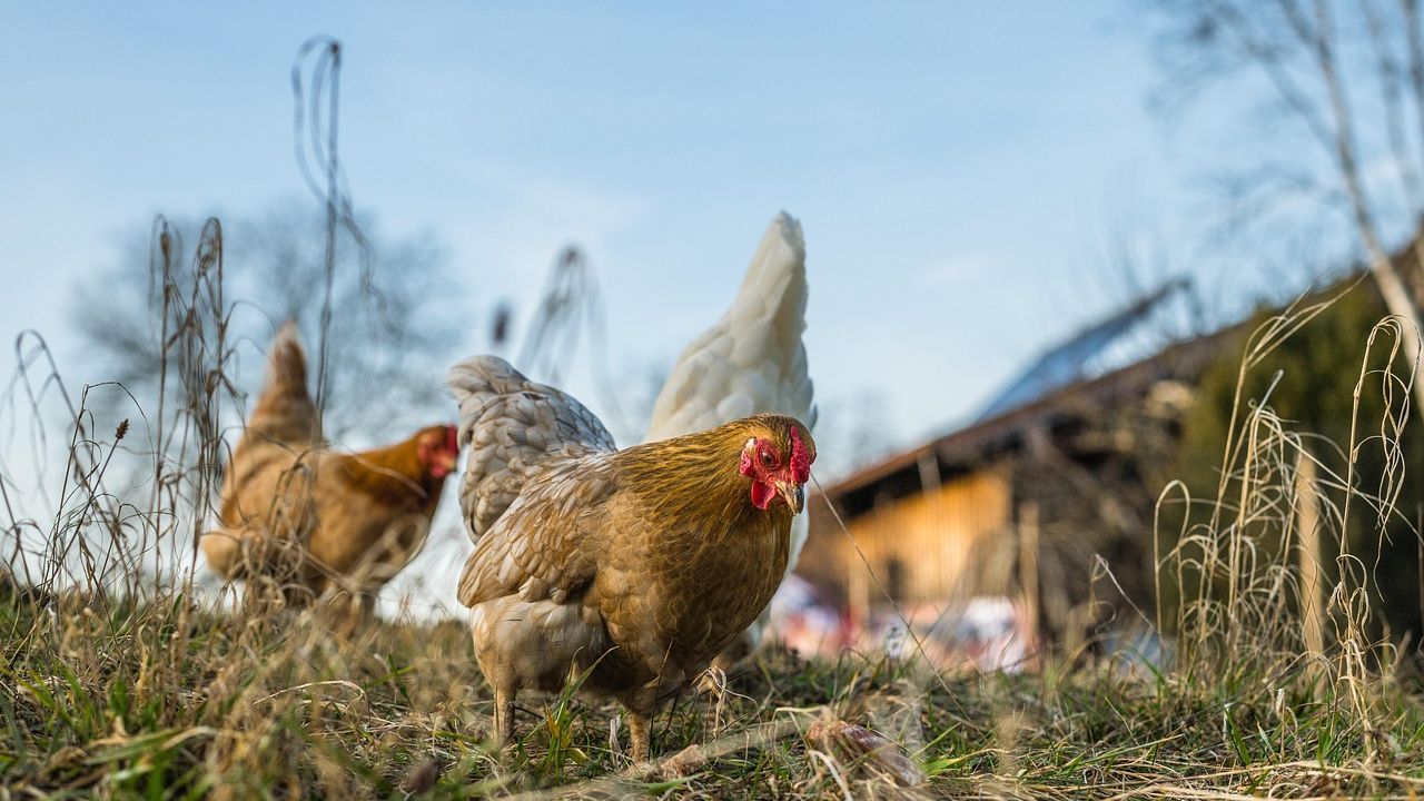 Outbreak traced to backyard poultry flocks