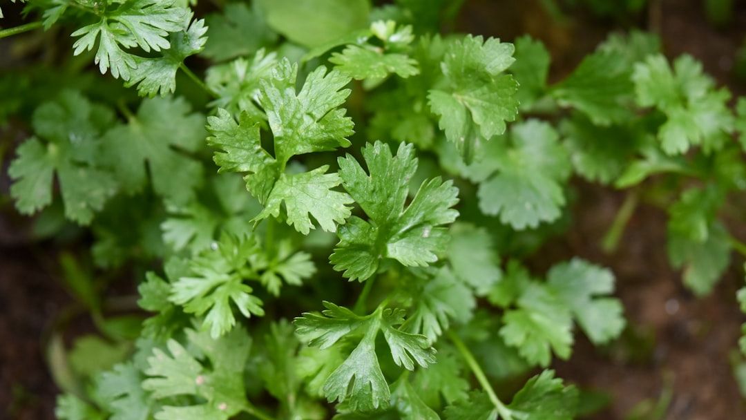 Why You Hate Cilantro: Is It Your Brain or Your Genetics?