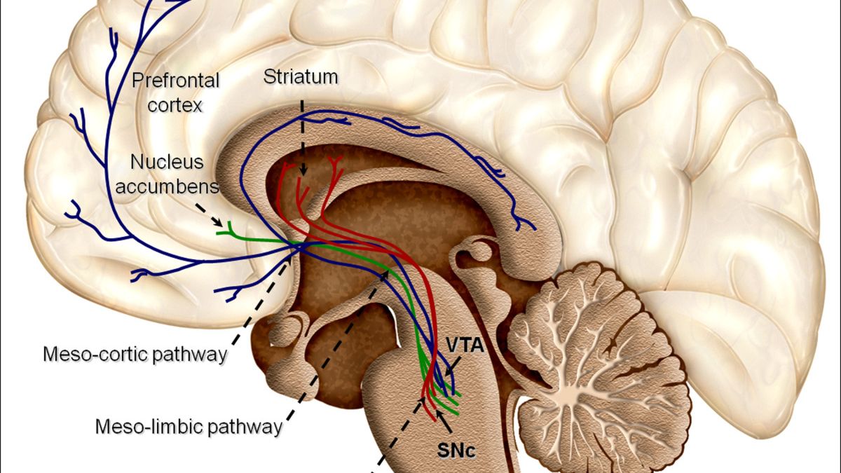 7 Ways to Reprogram Your Brain to Crave Vegetables Over Sugar