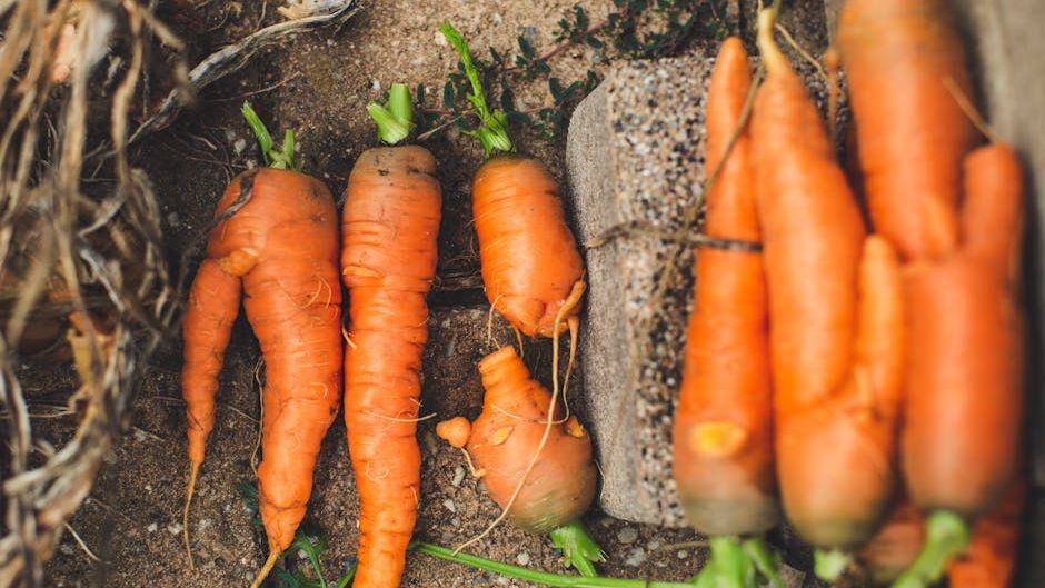 The 'Ugly Produce' Paradox: Why We Distrust Misshapen Vegetables