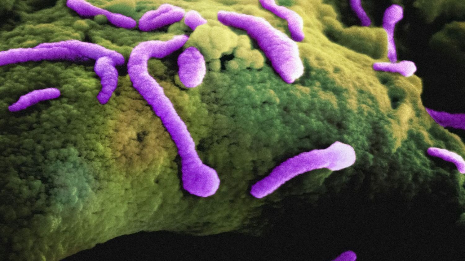 Salmonella outbreak spreads across Europe