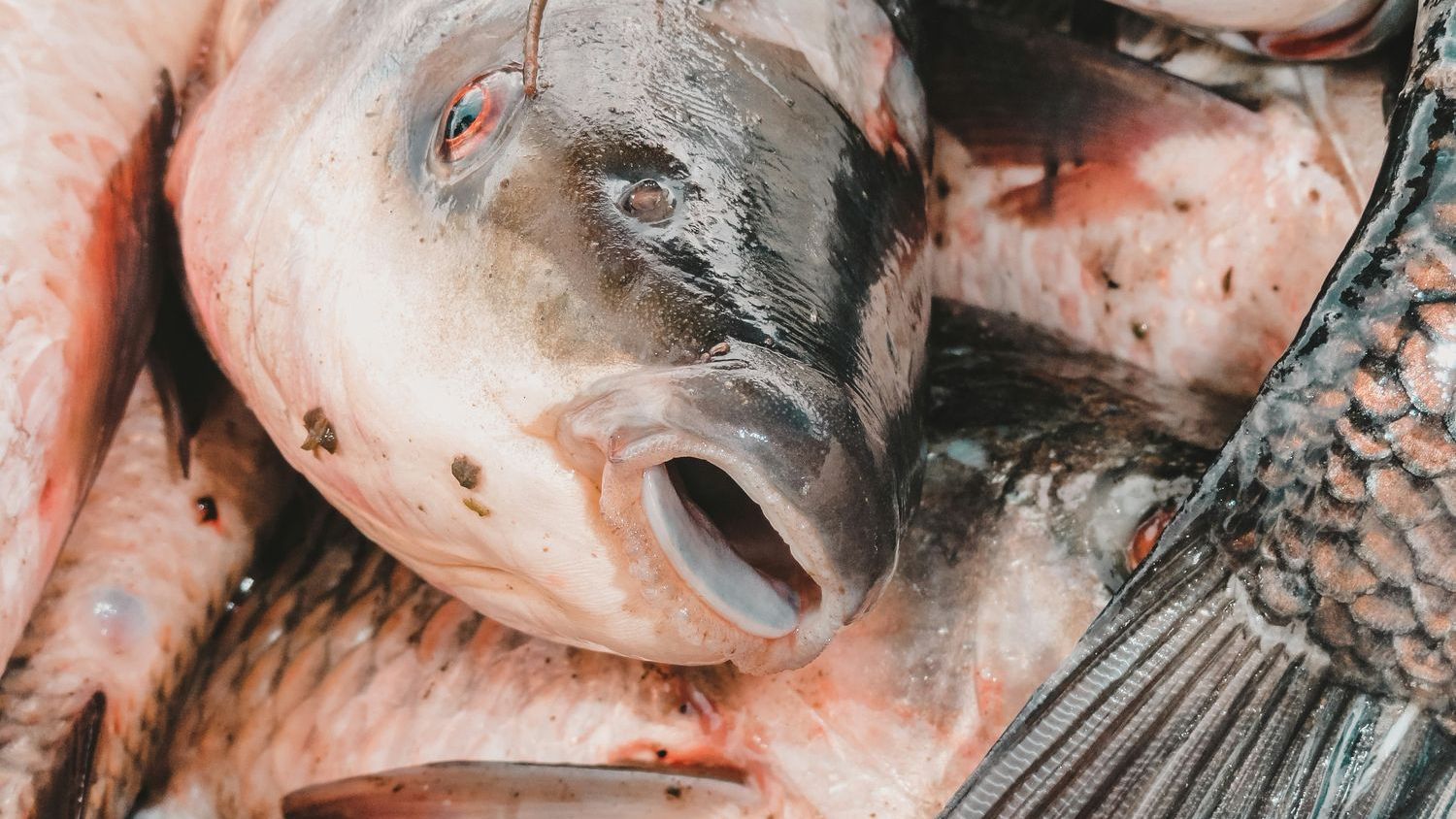 Review highlights need to focus attention on emerging pathogen