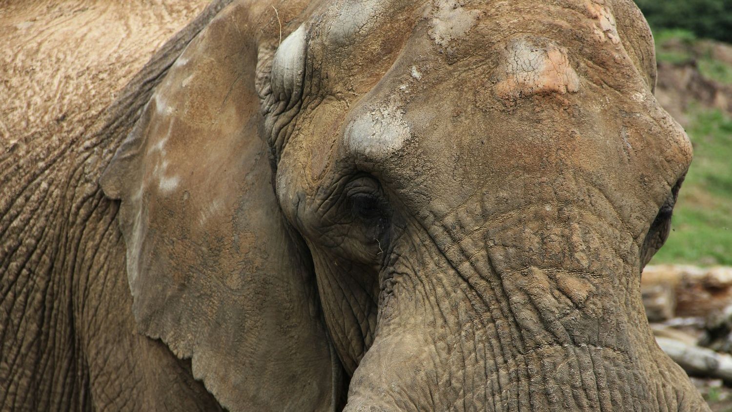 Traded wildlife present biggest risk for zoonotic disease