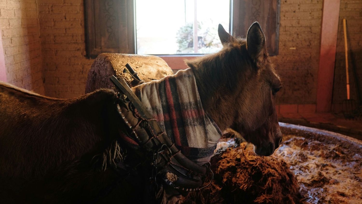 Horse meat behind E. coli O157 outbreak in Japan