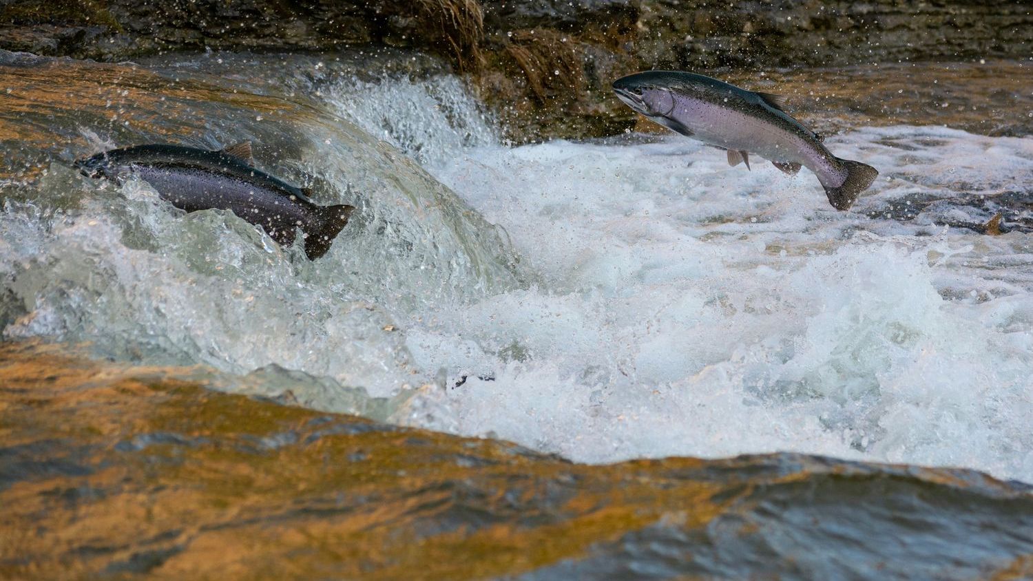 Cocaine exposure drives salmon to alter movements