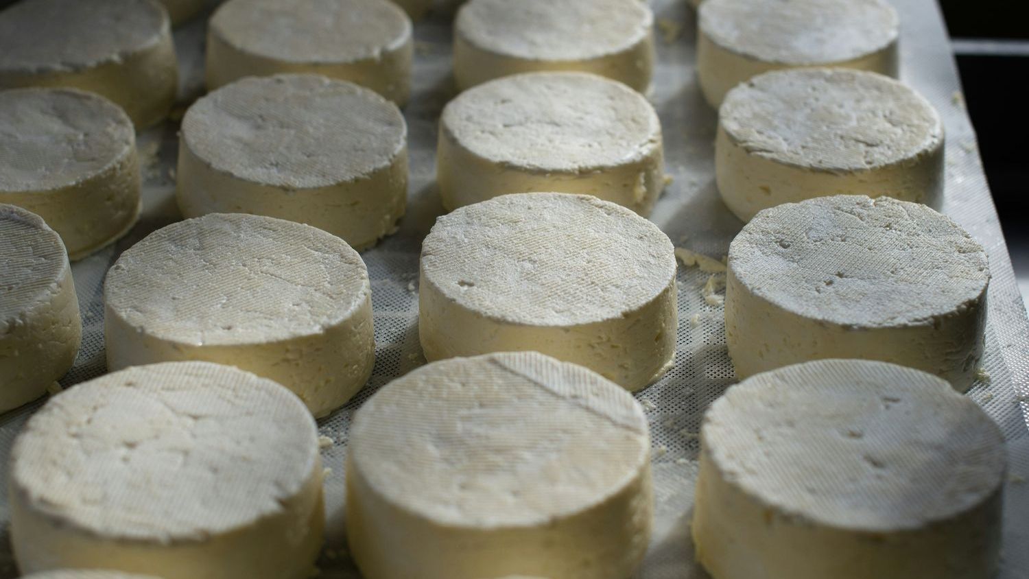 E. coli outbreak linked to RAW FARM raw milk cheese declared over