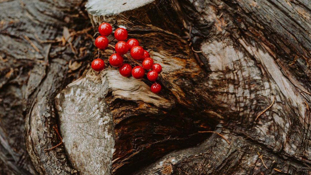 The "Forbidden Fruit" Effect: Why Restricting Carbs Makes You Want Them More
