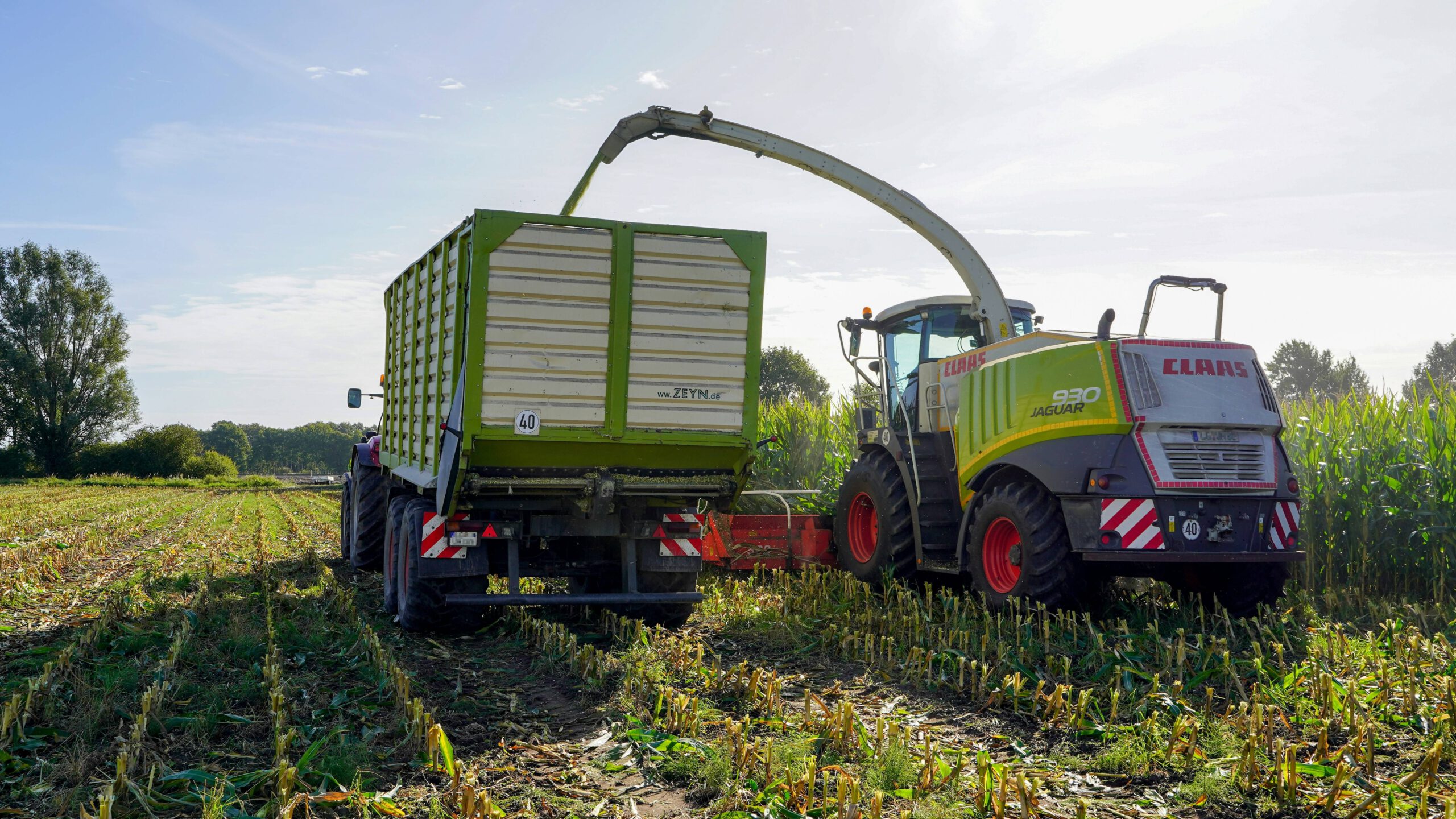 Sprouts leaning into foraging and innovation