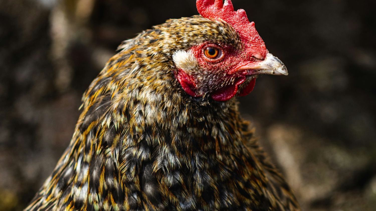 NGA Backs House Farm Bill, Urges Senate to Preserve Key Retail Provisions
