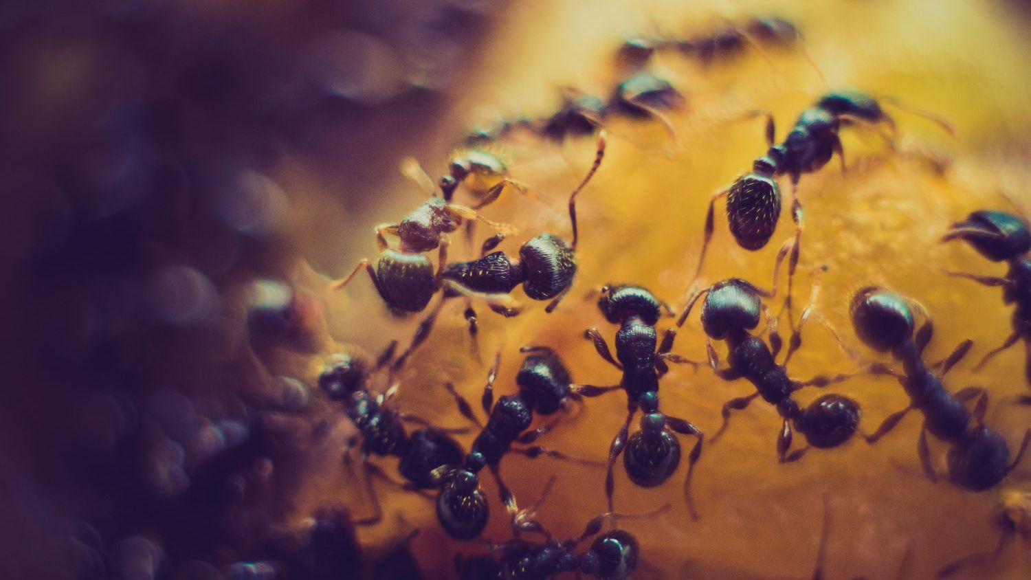 Unusual ant interaction hints at mutualistic ‘cleaning’ system