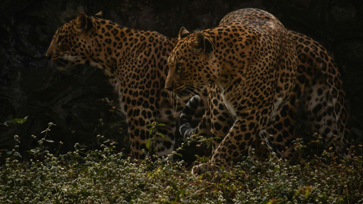 International Leopard Day: A spotty outlook for the spotted cat