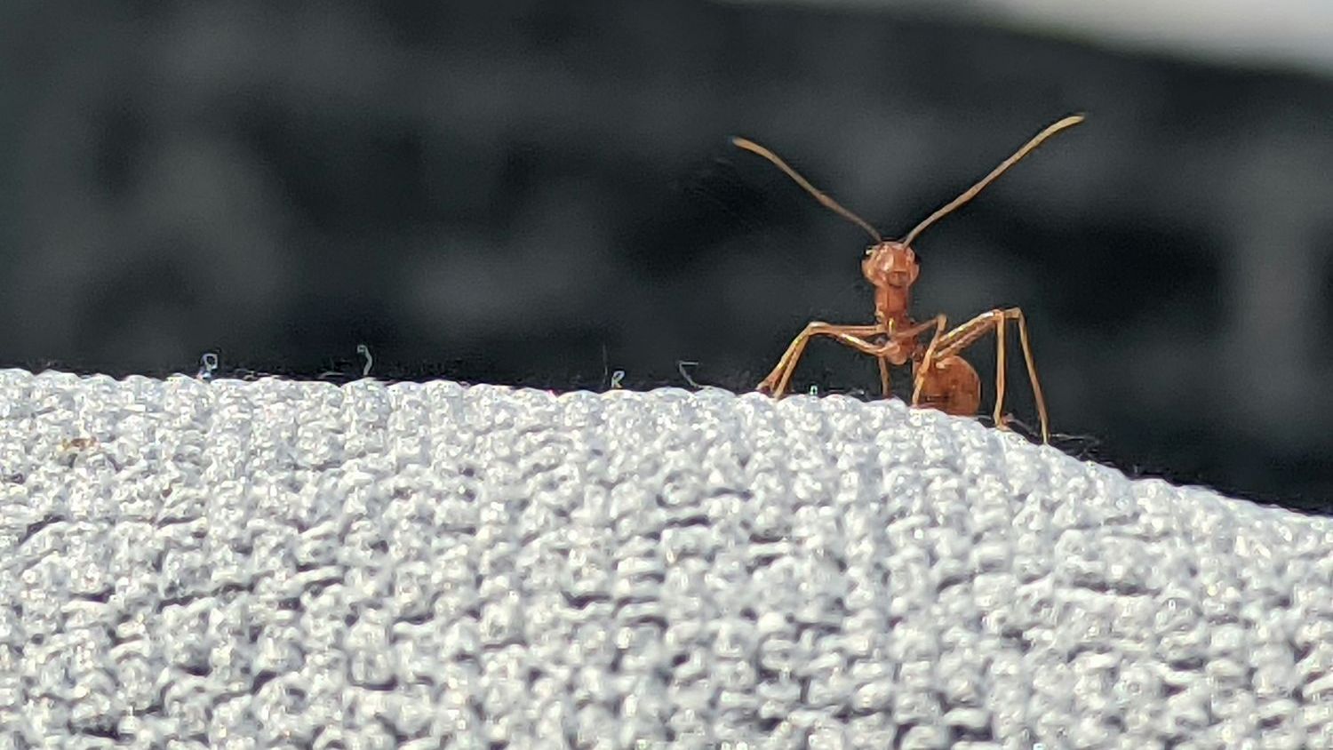 Unusual ant interaction hints at mutualistic ‘cleaning’ system
