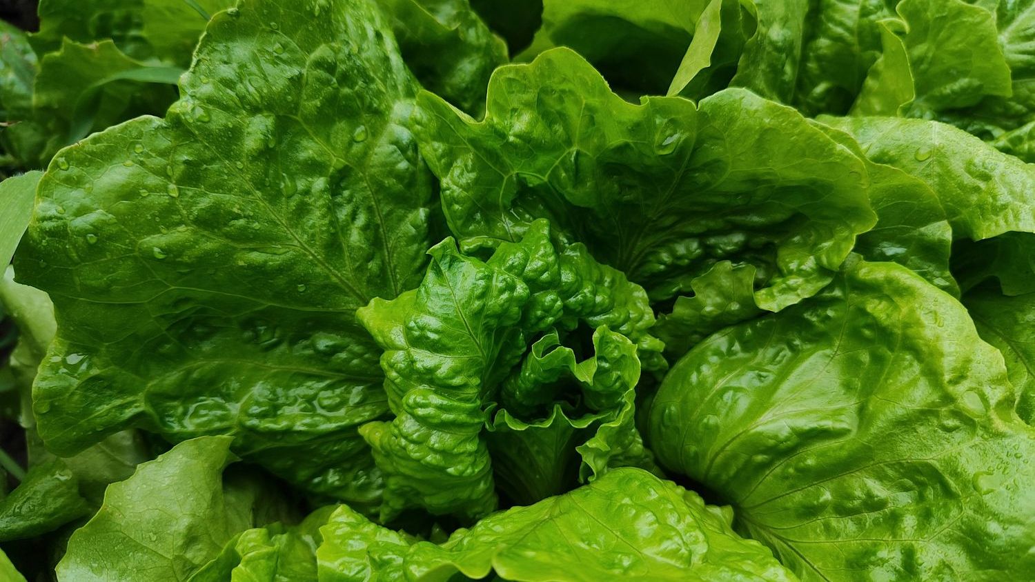 Publisher’s Platform:  Playing 'Romaine Roulette'