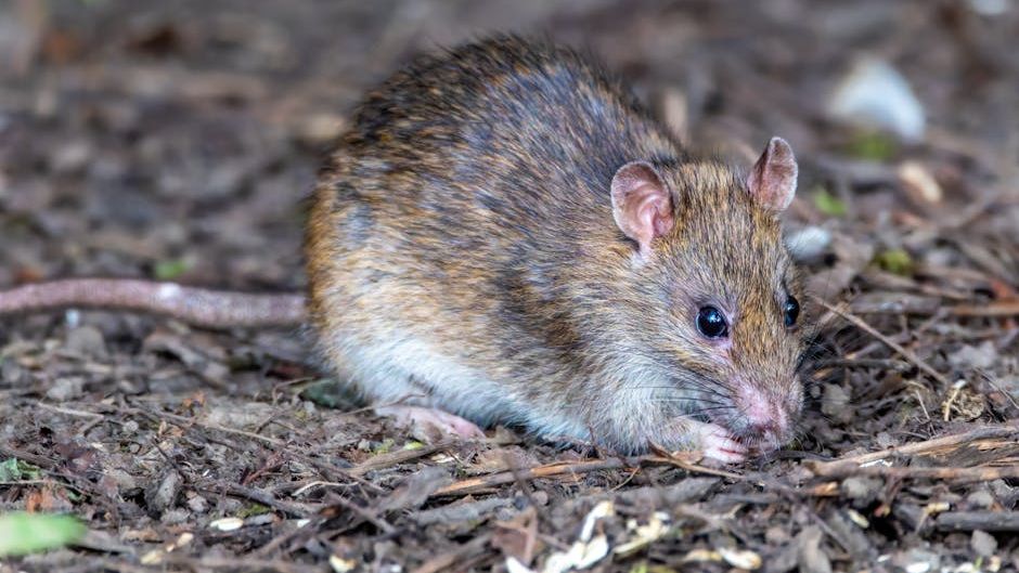 What to know about hantavirus, the illness suspected in a cruise ship outbreak