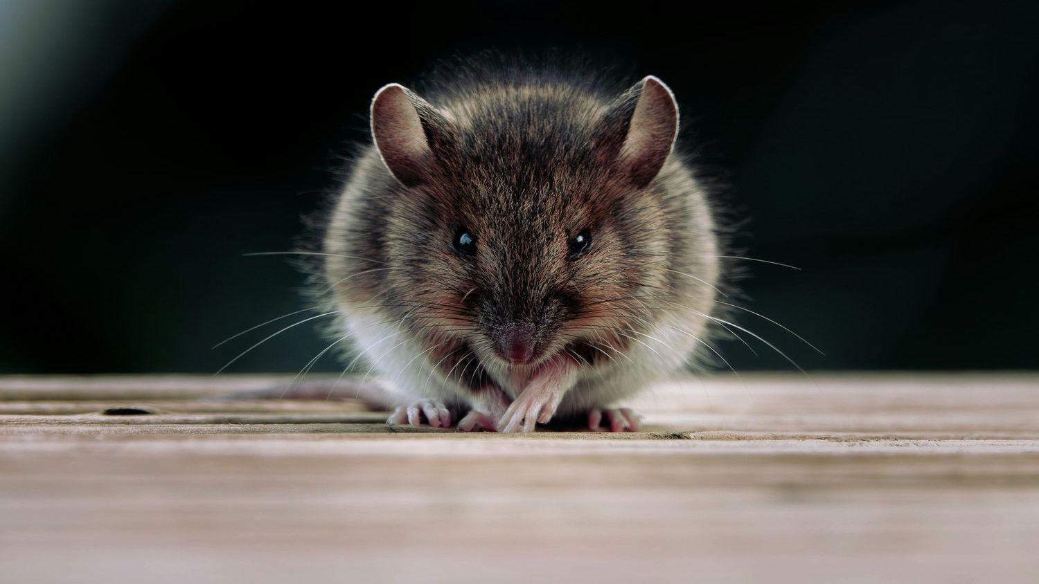 Arrest made in baby food rat poison case