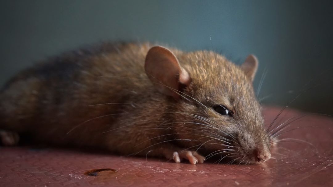 Arrest made in baby food rat poison case