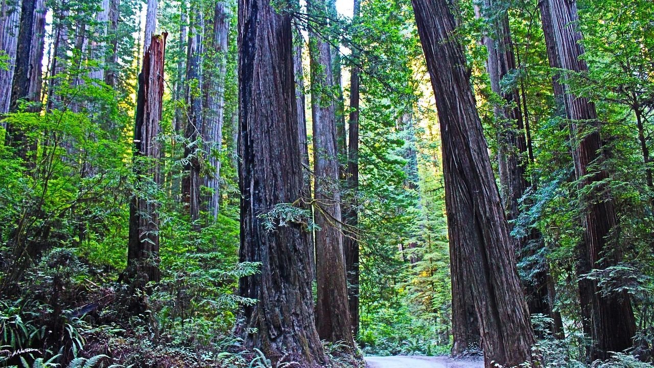 Santa Rosa residents rally to save 70-foot redwood tree