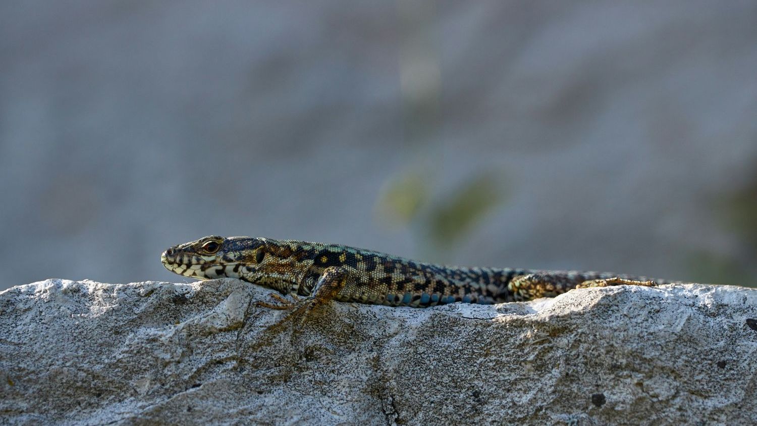 Introduced wall lizards have adapted to Cincinnati