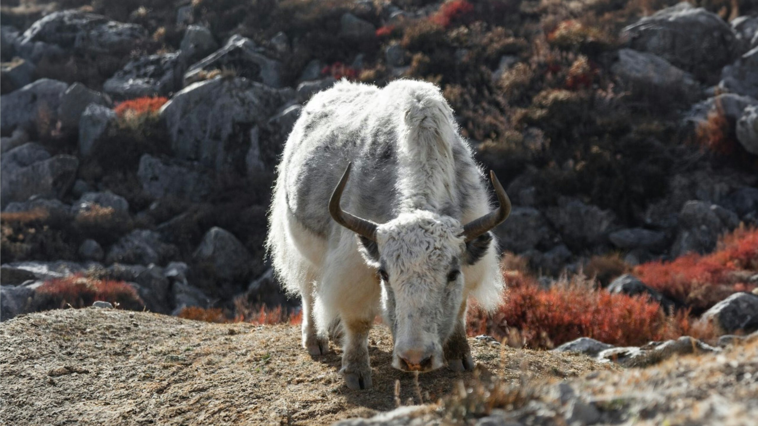 Climate change, socioeconomic shifts threaten Nepal’s yak herding traditions