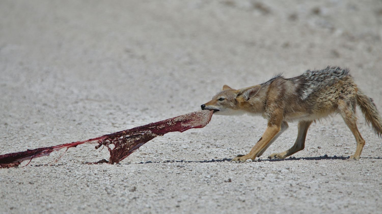 Washington’s coyotes carry tapeworm