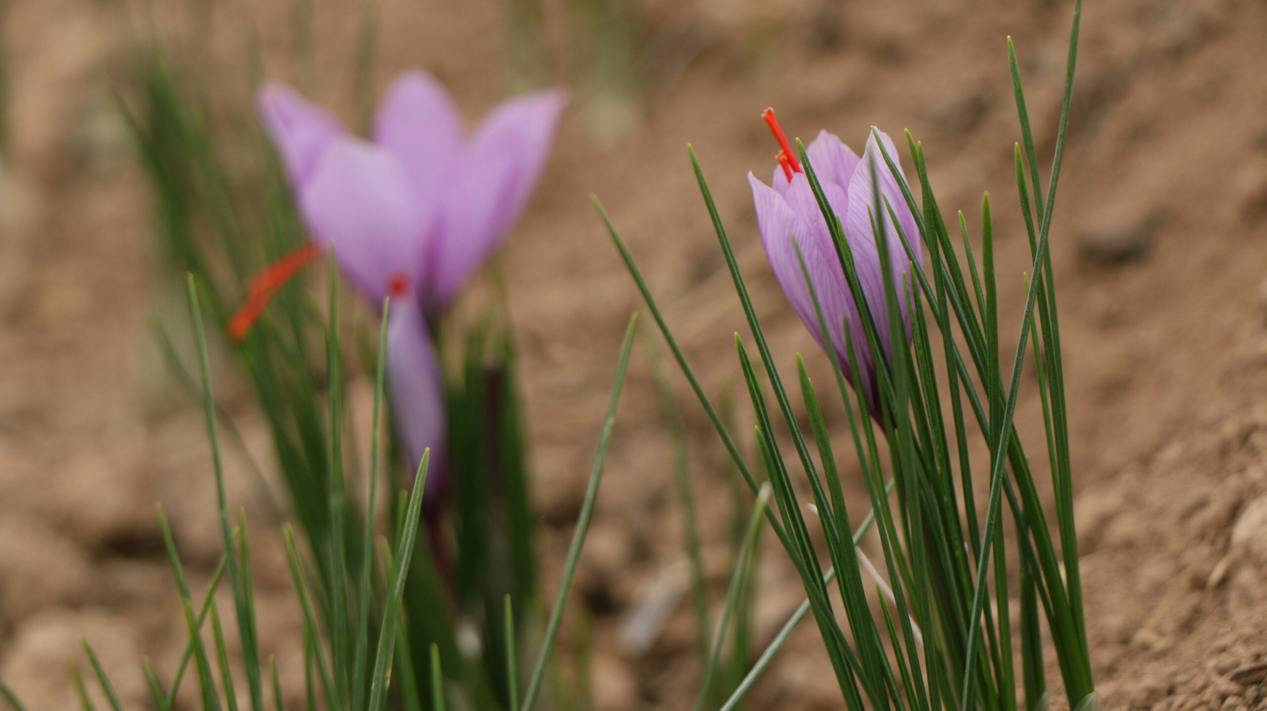 Oterra to scale natural alternative to Red 40 food dye in new partnership