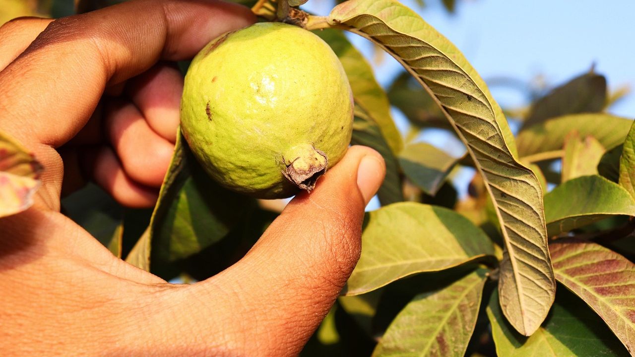 Beyond Oranges: 7 Foods With More Vitamin C Than a Citrus Grove