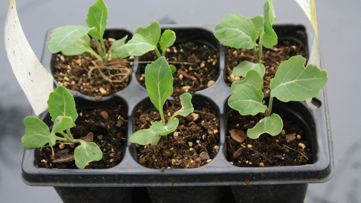 'Brocoli Calabrese' seeds recalled because of E. coli