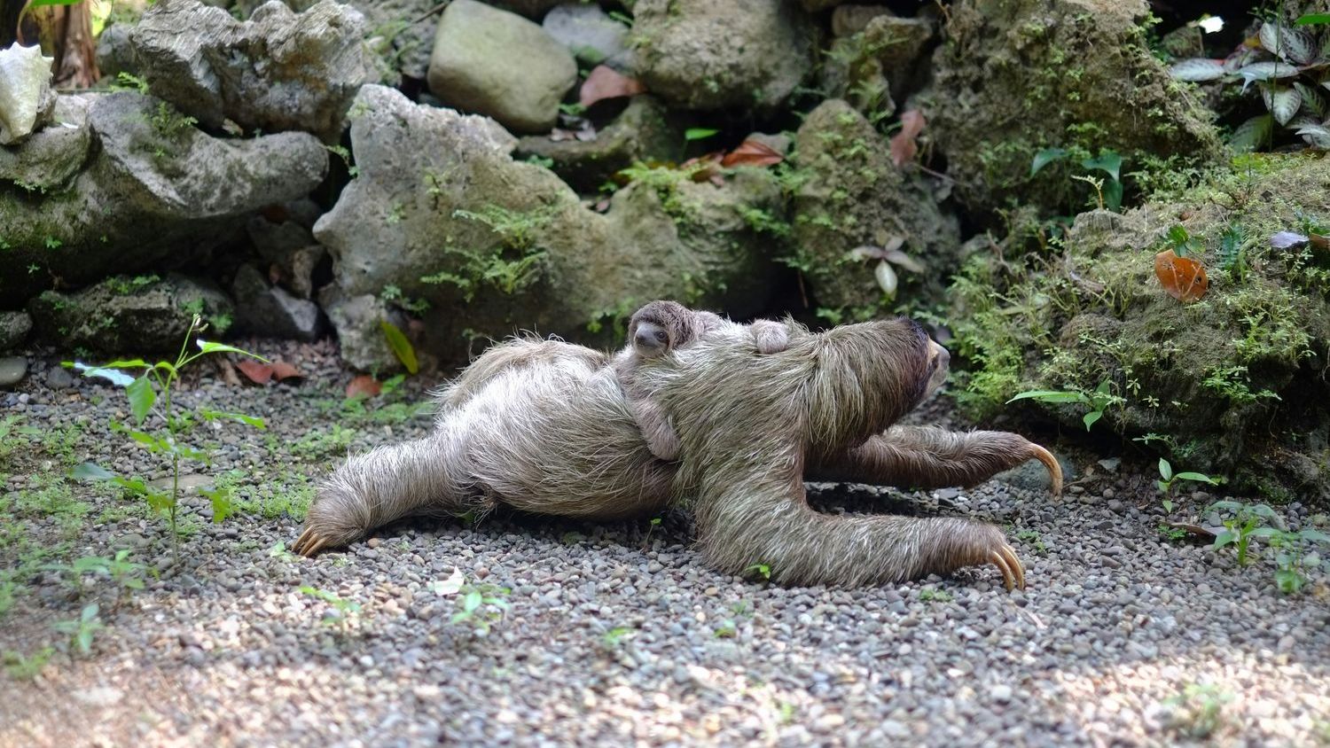 52 dead sloths: Inside Sloth World