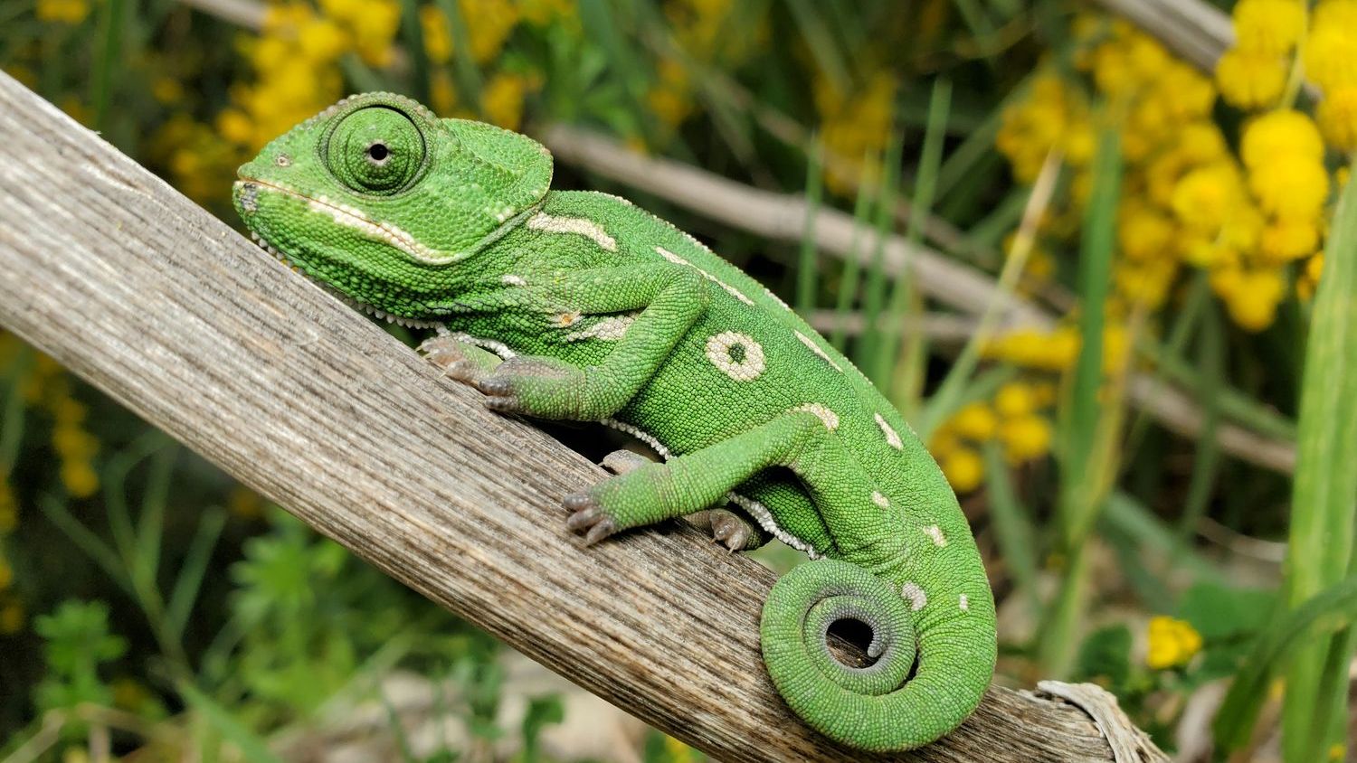 In Mozambique, four isolated mountains yield four new chameleon species