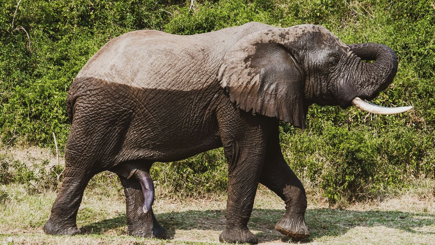 African elephant genomes reveal ancient mixing — and modern pressures