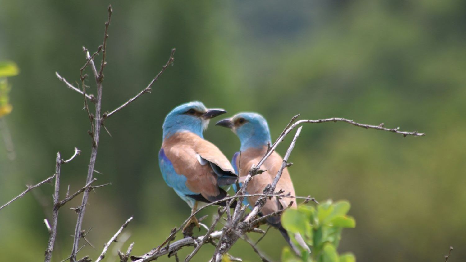 From Africa to Central Asia, the European roller’s migration builds relationships