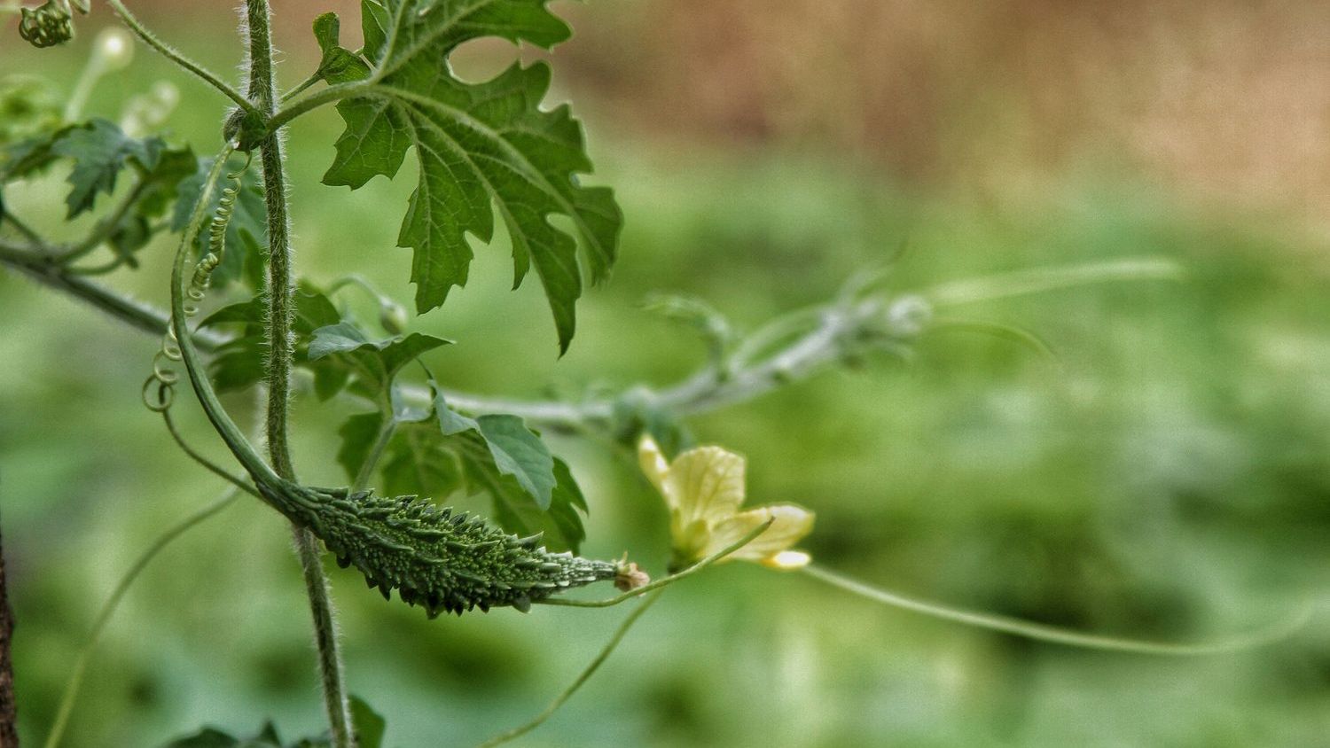 The resilience of uchche, bitter melon