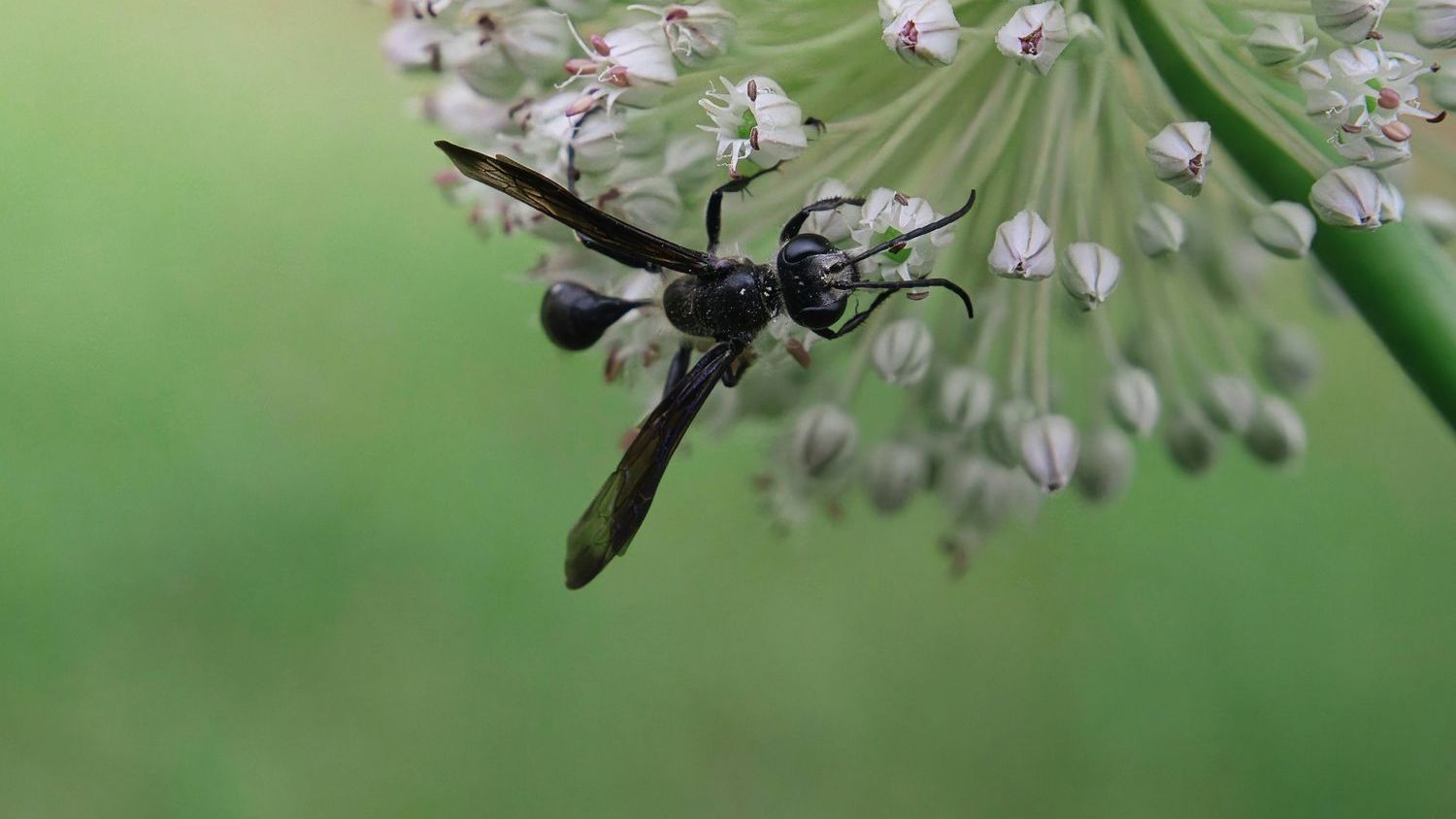 A Mother’s Day lesson from a digger wasp