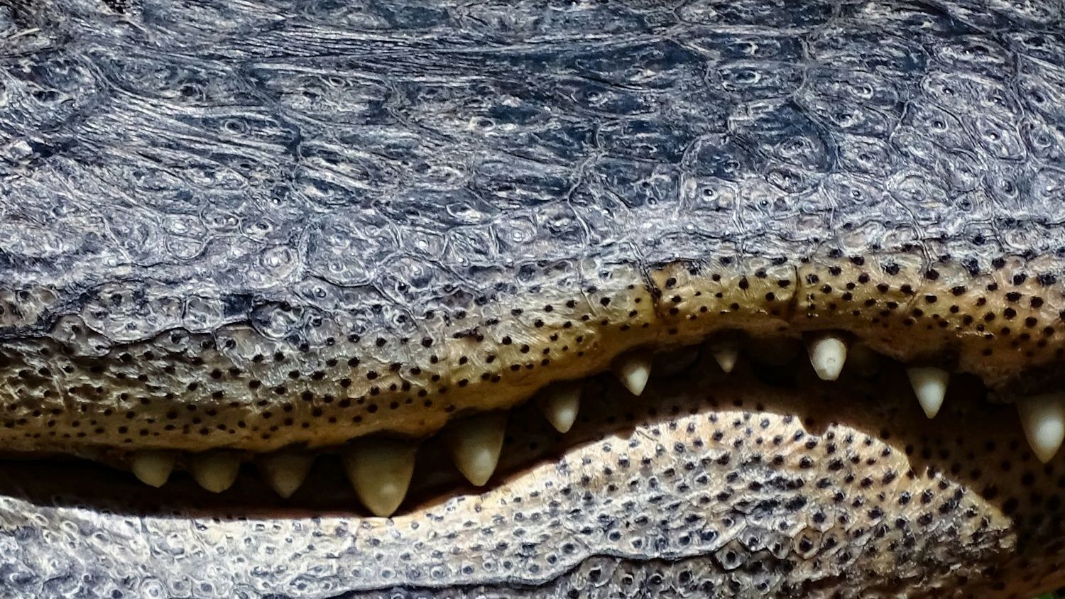 Wetland destruction blamed for rise in croc attacks on Indonesia’s Bangka Island